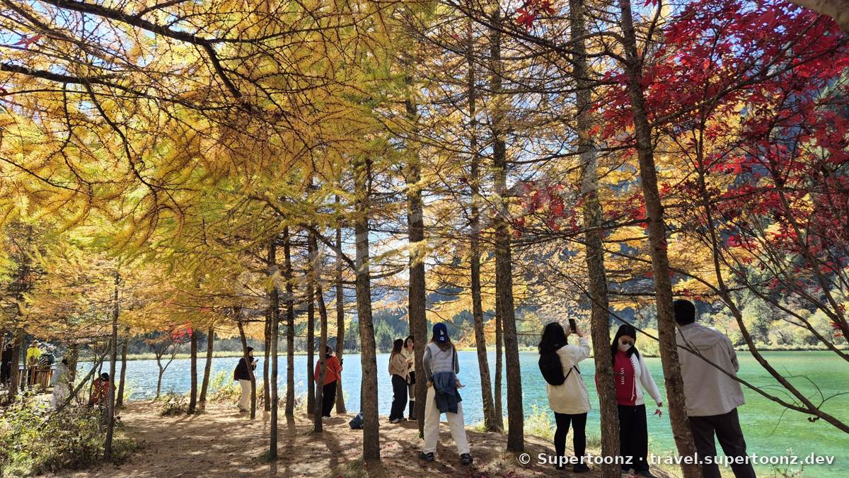 ดงต้นสนสีทองและเมเปิลแดงริมทะเลสาบสีเขียวมรกต